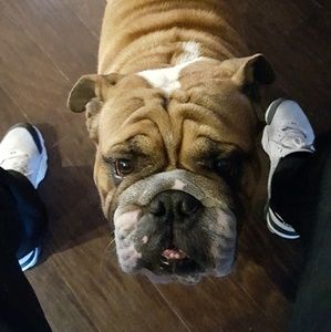 Meet your Posher, Joe